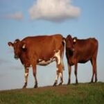 Guide d'achat Drom-Com : comparaison des meilleures pièces détachées pour véhicules